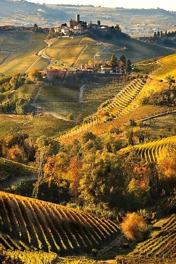 Vineyards, Tuscany, Italy