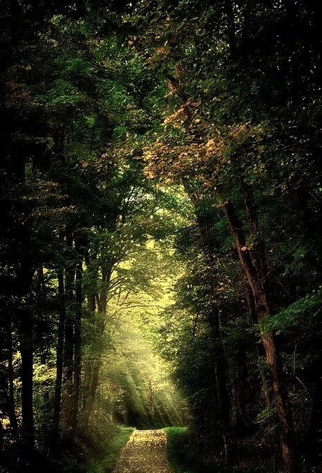 Forest Path, Pennsylvania