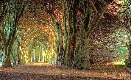 Ancient Forest, Mueth, Ireland 