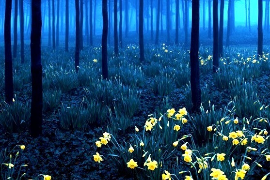 Blue Forest, North Greenwich, England