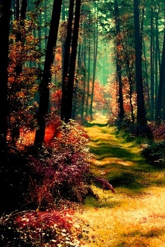 Magical Forest, Poland
